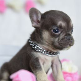 Boston Terriers and French Bulldogs from Sharp Dressed Bostons & Frenchies