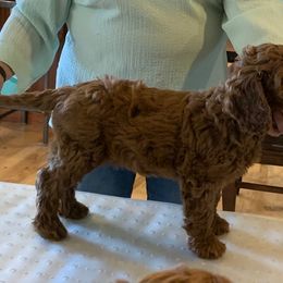 Australian Labradoodle Puppies from Aspen Grove Labradoodles