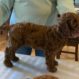 Australian Labradoodle Puppies from Aspen Grove Labradoodles