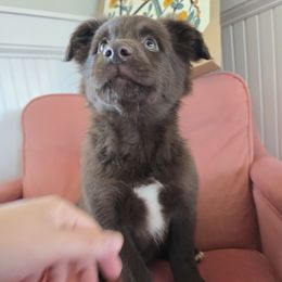 Puddin' cup - Red & white male Australian Shepherd puppy in Wrightsville, Georgia from Wild Magnolia Farms Aussies