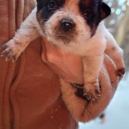 First choice male available - Blue male Australian Cattle Dog puppy in Dalton, Pennsylvania from Whiteduck Mountain Kennel AKC Australian Cattle Dogs and AKC Fox Red Labrador Retrievers