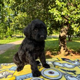 Vance - Black male Goldendoodle puppy in Oklahoma City, Oklahoma from Foneb Farm - The F1B Farm