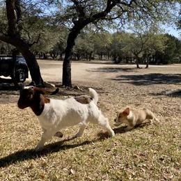 Pembroke Welsh Corgi Puppies from McCall Creek Corgis