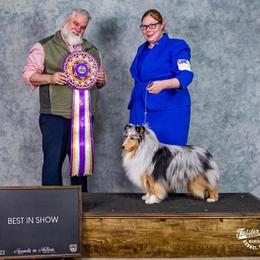 Thor - Shetland Sheepdog