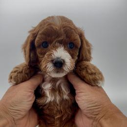 Benny - Red male Cavapoo puppy in Utah County, Utah from Cascade Springs Doodles