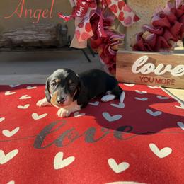 Angel - Piebald female Dachshund puppy in Chandler, Arizona from KCK9 Dachshunds