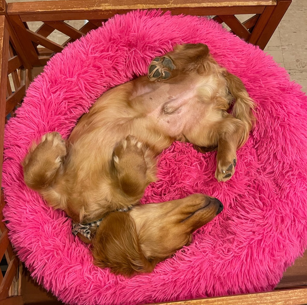 Dachshund All Grown Up from Stoney Mountain Mini Doxies