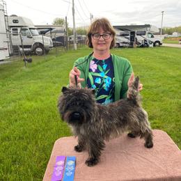 Sophie - Gray brindle female Cairn Terrier puppy in Rockford, Illinois from Fae Hallow