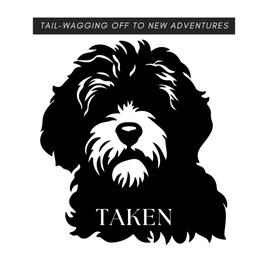 Girl 3 - Bonnie - Brown and white female Portuguese Water Dog puppy in Butler, Pennsylvania from Sea Dog PWD Puppies