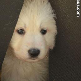 Berger Blanc Suisse and German Shepherd Puppies from Vom Hundhaus German Shepherds
