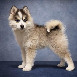 Niko - Black and white male Pomsky puppy in Michigan from Blue Water Pomskies