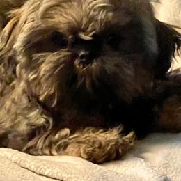 Boy 3 - Sable and white male Shih Tzu puppy in Rock, West Virginia from Willow Tree Haven Shih Tzu