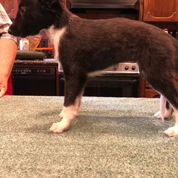 Silken Windhounds from Sundance Silkens