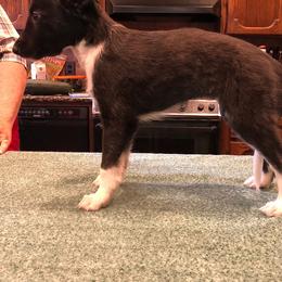 Silken Windhounds from Sundance Silkens