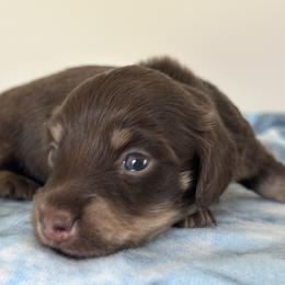 MAX - Chocolate and tan male Dachshund puppy in Bergen, New York from T. Rex Doxies & Friends