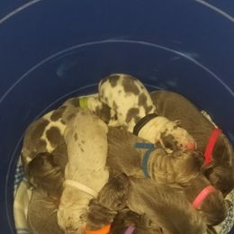Great Dane Puppies from Big Friendly Great Danes
