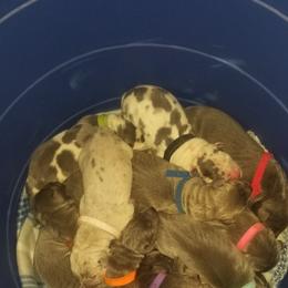 Great Dane Puppies from Big Friendly Great Danes