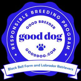Labrador Retrievers from Black Bell Farm and Labrador Retrievers