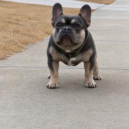 Romeo - French Bulldog