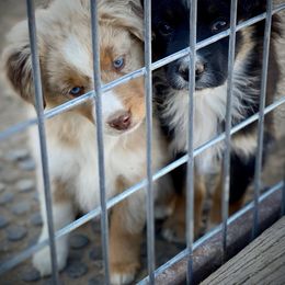 Toy Australian Shepherd Puppies from Roses Halfpint Ranch