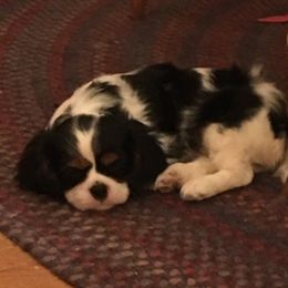 Cavalier King Charles Spaniel Puppies from Kilmaren Cavaliers