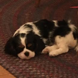 Cavalier King Charles Spaniel Puppies from Kilmaren Cavaliers