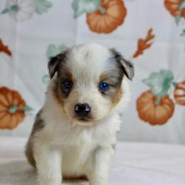 Crispin - Blue merle male Miniature Australian Shepherd puppy in Bauxite, Arkansas from J & B Mini Aussies