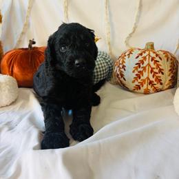 Fudge - Black male Goldendoodle puppy in Cedartown, Georgia from Loyal Doodles