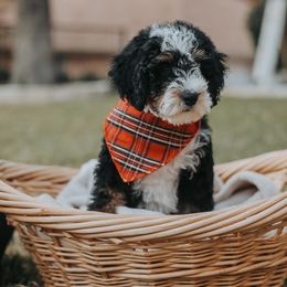 Bernedoodle and Goldendoodle Puppies from Doodles of North Tx