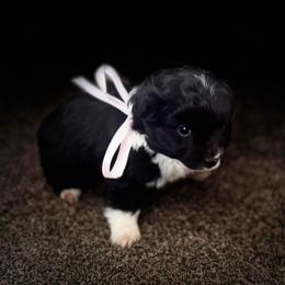 Boy 3 - Black and white male Aussiedoodle puppy in Junction, Utah from Sugar Doodles