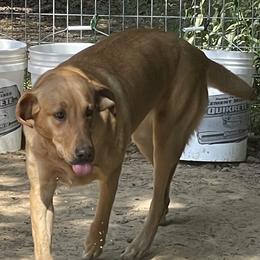 Aspen - Labrador Retriever
