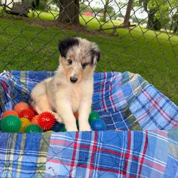 Diamond - Blue merle white and tan female Collie puppy in Carencro, Louisiana from Cajun Bayou's Collies LLC