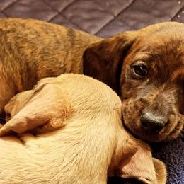 Dachshunds from Wunder Wieners LLC