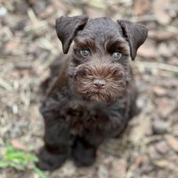 Miniature Schnauzers from Royalty & Pomp Miniature Schnauzers of Brunnway