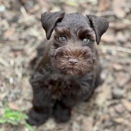 Miniature Schnauzers from Royalty & Pomp Miniature Schnauzers of Brunnway