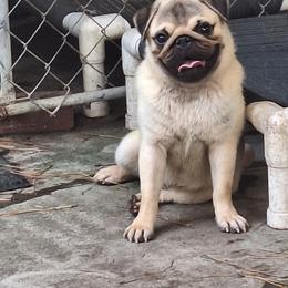 Toby - Fawn male Pug puppy in Lugoff, South Carolina from Chiquola