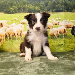 Lilly - White and red female Border Collie puppy in Avilla, Indiana from Borderline Kennels