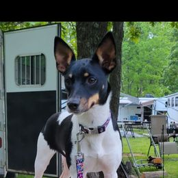 Ember - Rat Terrier