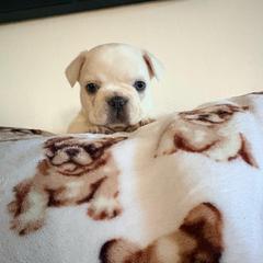 Rou - White female French Bulldog puppy in Coatesville, Pennsylvania from The Chipper Frenchie