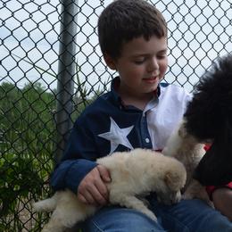 Poodle Puppies from D and D Standard Poodles