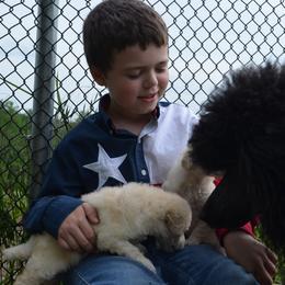 Poodle Puppies from D and D Standard Poodles
