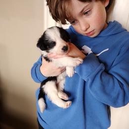 Border Collie Puppies from Bond Border Collies