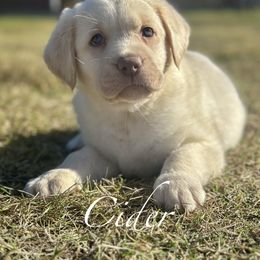 Cider - Champagne female Dilute Retriever puppy in Rockwall, Texas from T3 Pups