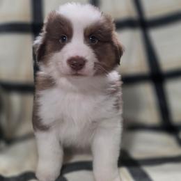 Red Collar-Finn - Red tri-color male Miniature American Shepherd puppy in Statesboro, Georgia from Azure Miniature American Shepherds