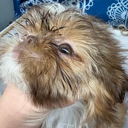 Truist - Liver female Shih Tzu puppy in Russellville, Kentucky from The Patriot Tzu
