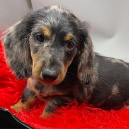 Black - Black and tan male Dachshund puppy in Salyersville, Kentucky from Lavendell Dachshunds