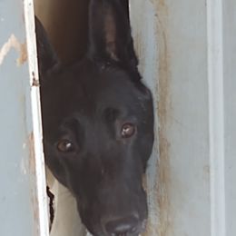 Athena - Belgian Malinois