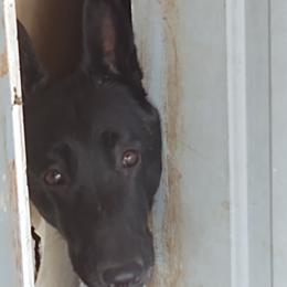 Athena - Belgian Malinois