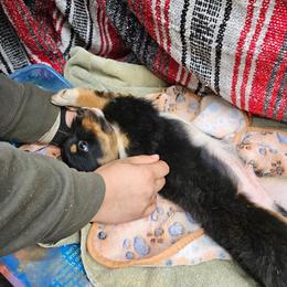 Black tri - Black tri male Miniature Australian Shepherd puppy in Park Hills, Missouri from Valintina's MAS