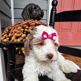 Ticonderoga - Caramel cream female Labradoodle puppy in Camden, North Carolina from Oopsie Doodles of NC